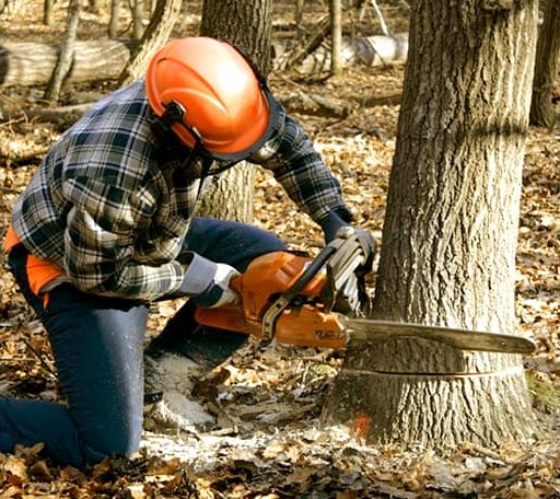 Tree Removal in Pledger, TX